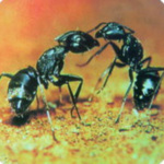 中考初中生物考点